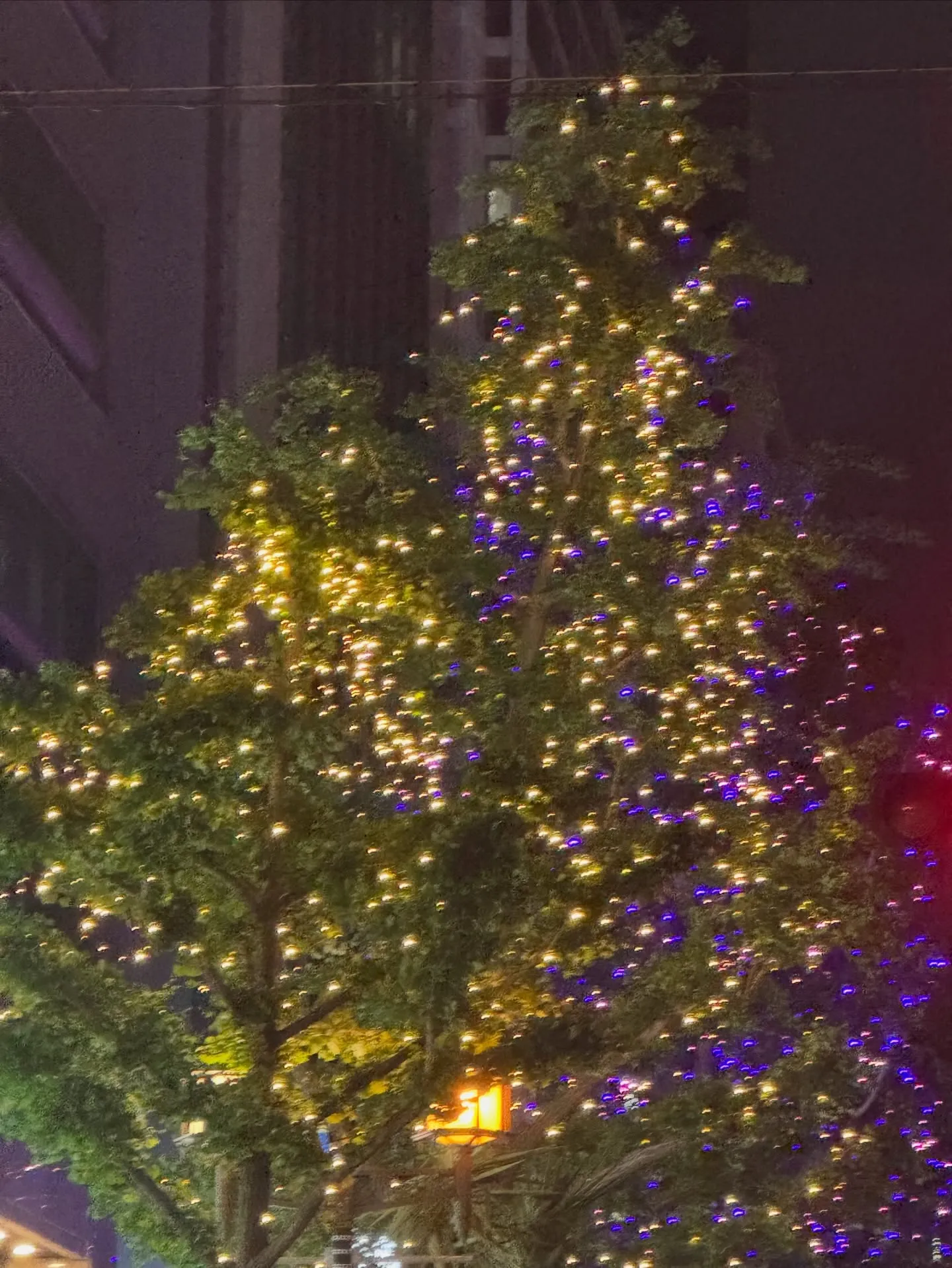 今日はクリスマスイブ🤶