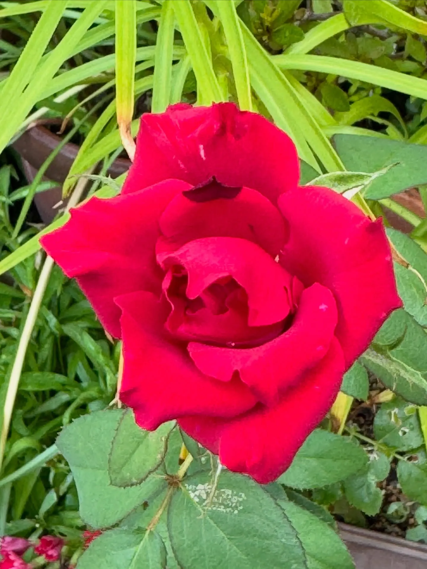 明るい気持ちで。