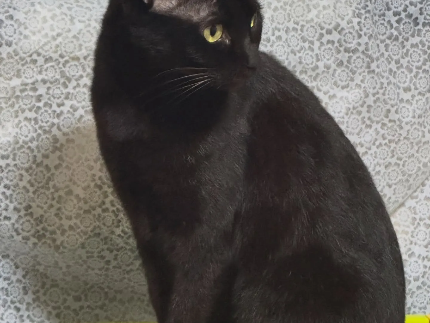 今日は2.2.2.の日❣️