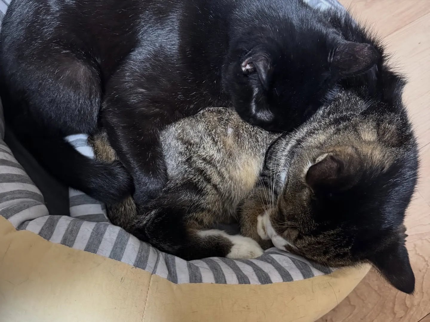 今日は2.2.2.の日❣️