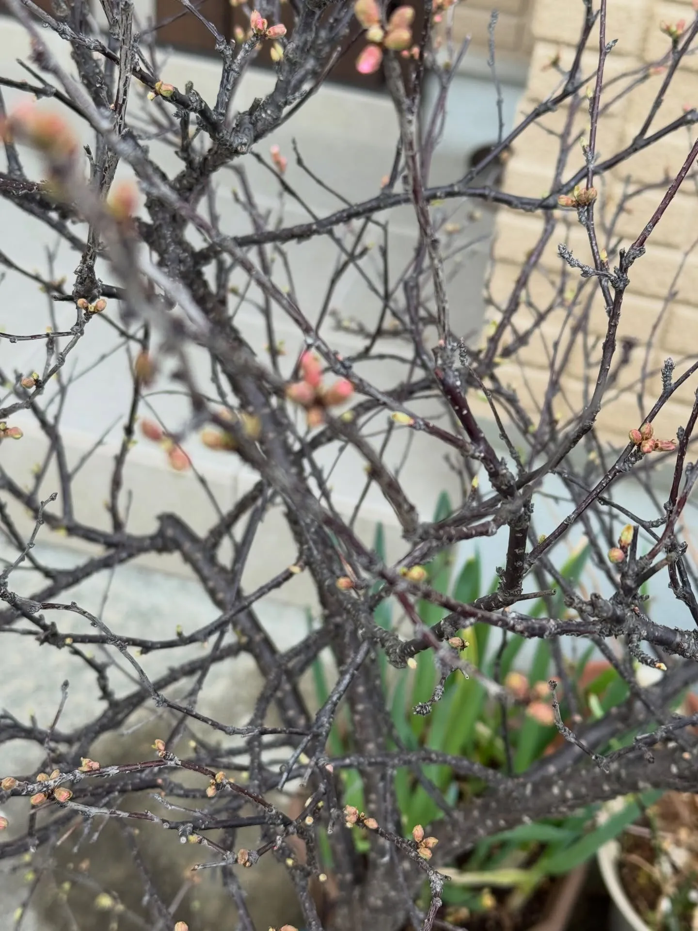 桜の花の蕾が大きくなって😍