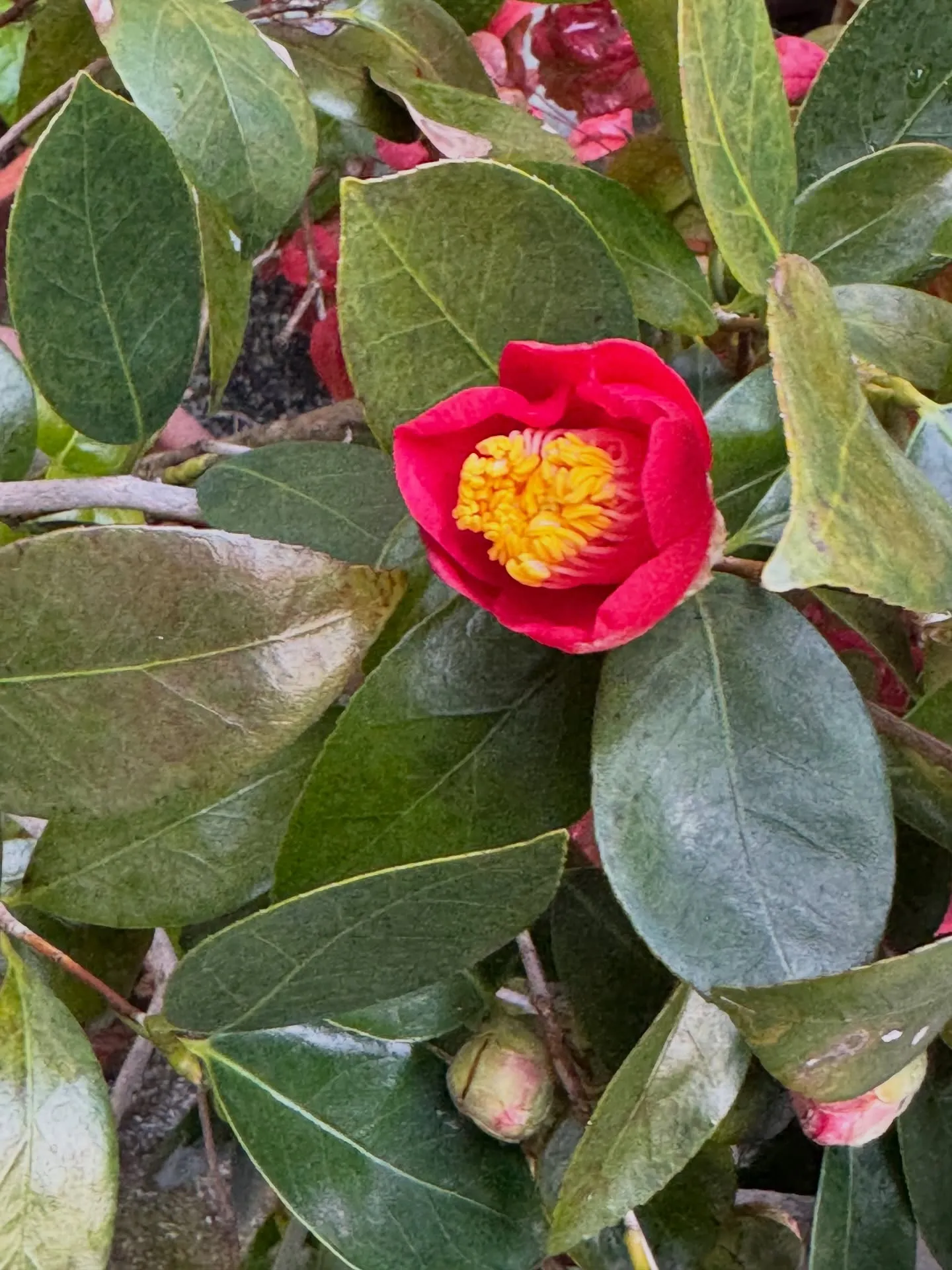 桜の花の蕾が大きくなって😍