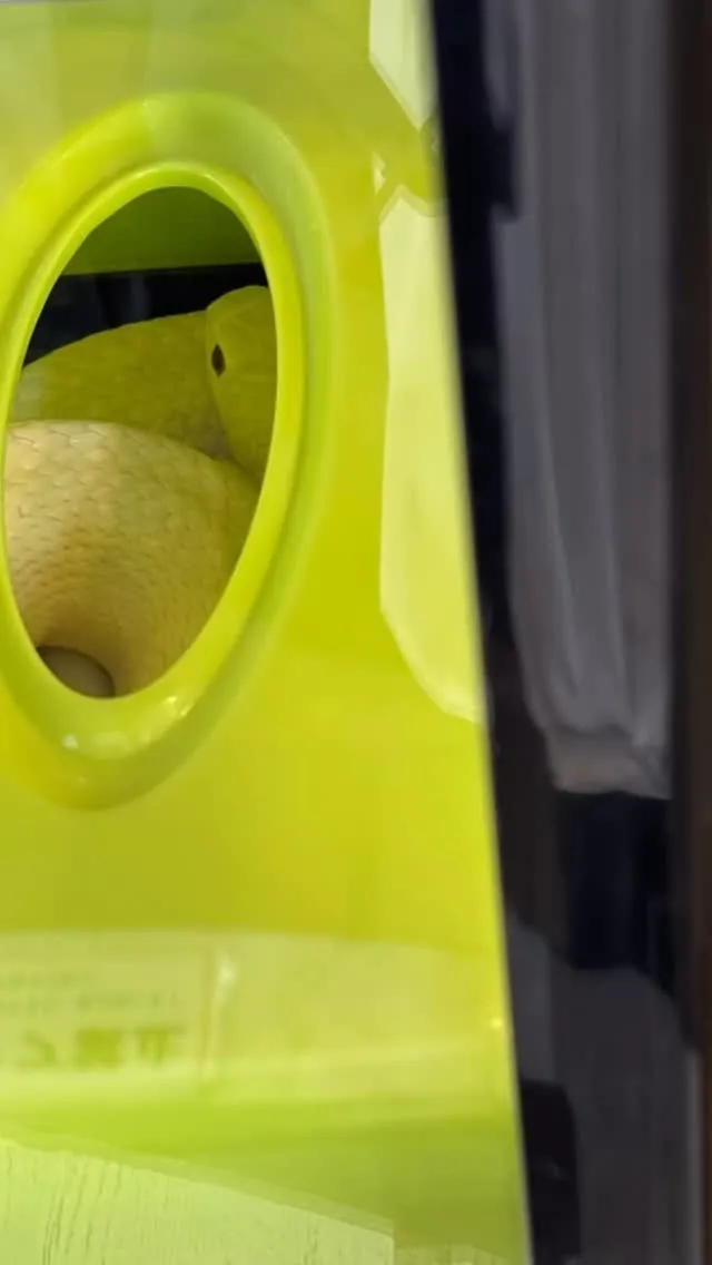 清荒神清澄寺参拝2