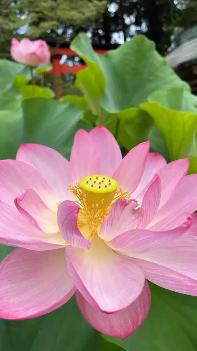 人の死にはお答えできないです。