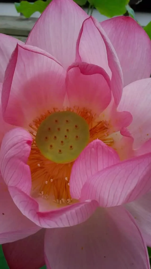 京都銀月堂に火曜日、土曜日出演❣️