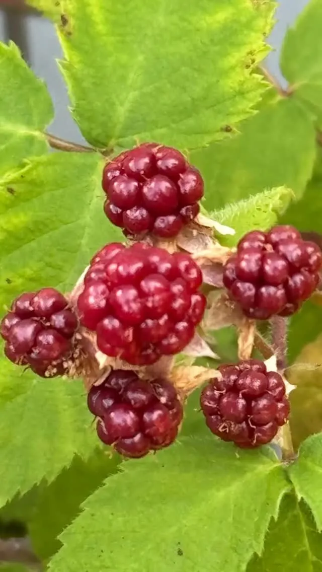 ご予約について。