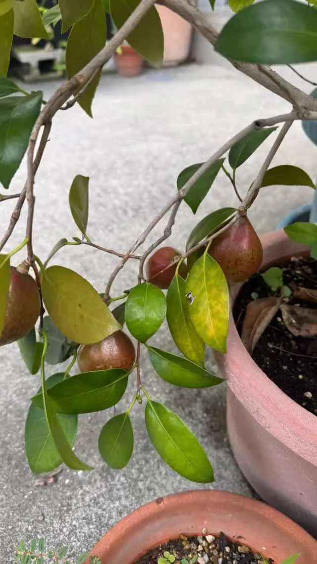 椿の花の種が大きくなった😊