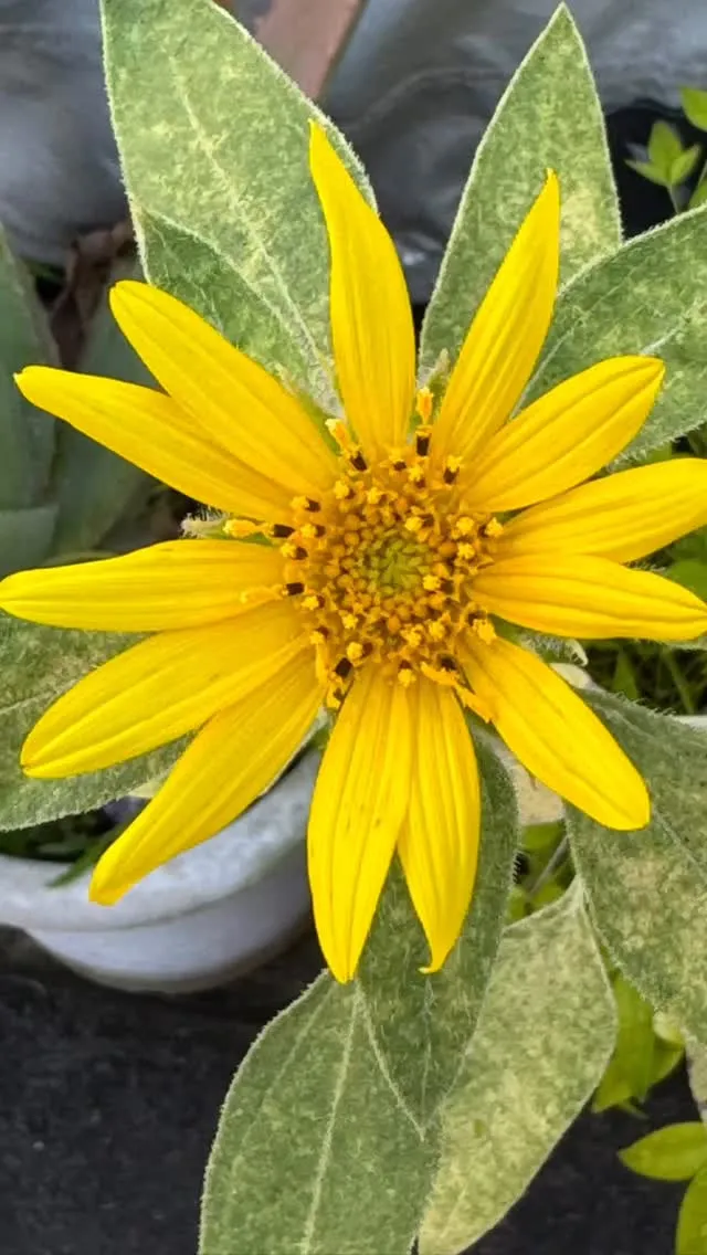 遅咲きのひまわり🌻