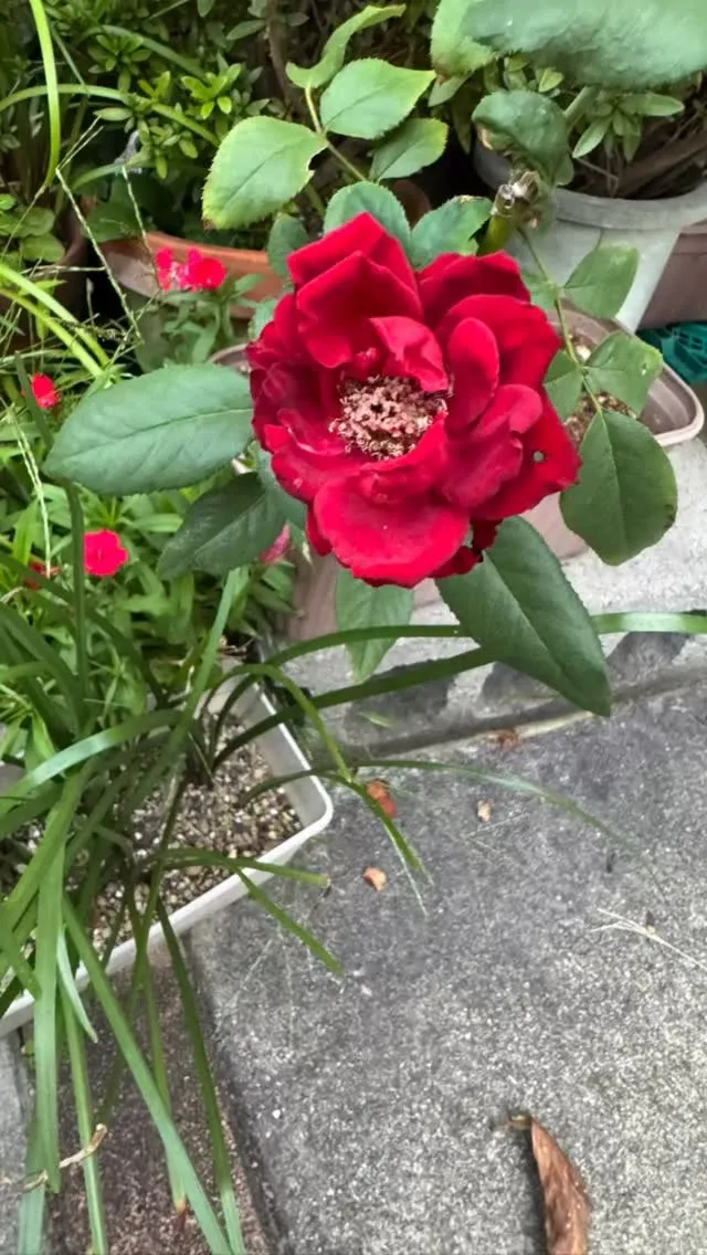 今日は寝屋川戎神社でマルシェ😊